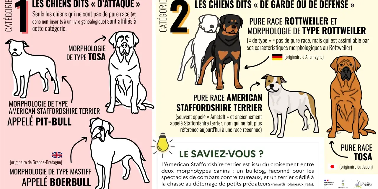 Un pit-bull, morphologie de type American Staffordshire Terrier, est représenté dans la catégorie des chiens dits "d'attaque".