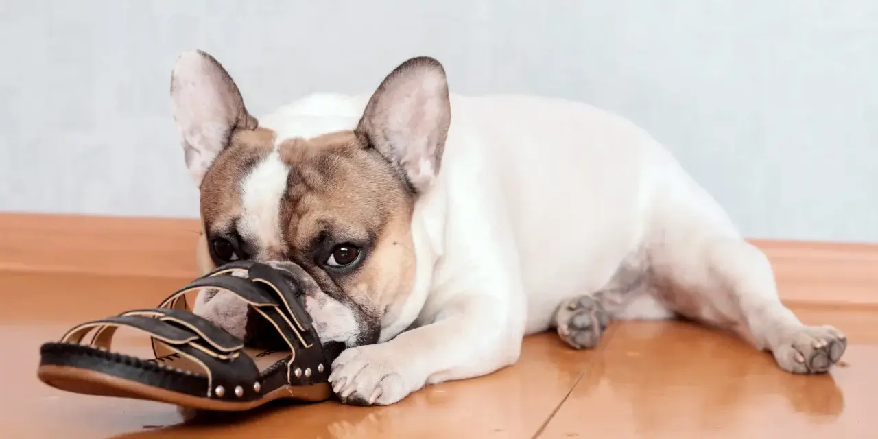 Un bouledogue français, ce chien qui mâchouille tout le temps, est allongé sur le sol en bois, la tête posée sur une sandale noire.