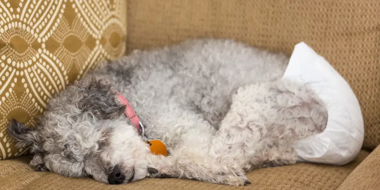Une chienne endormie sur un canapé, portant une couche. Elle a un collier rose et une médaille orange.