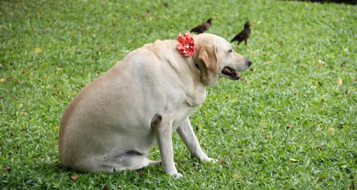 Labrador corpulent, orné d'une fleur rouge, sur l'herbe. Il est temps de penser à comment faire perdre du poids à un chien pour sa santé.