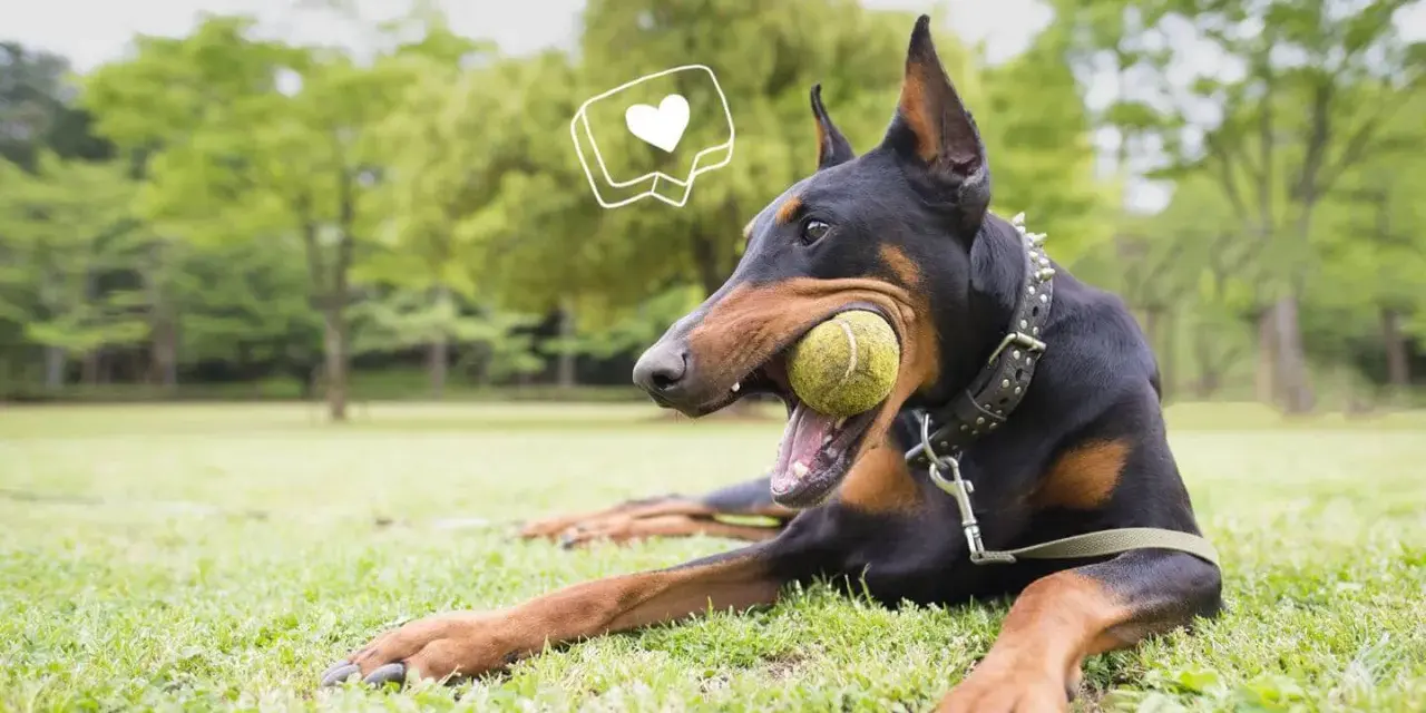Doberman joueur avec une balle dans la gueule, un cœur stylisé au-dessus. Attention au **sabot pour chien danger** si la balle est trop petite.