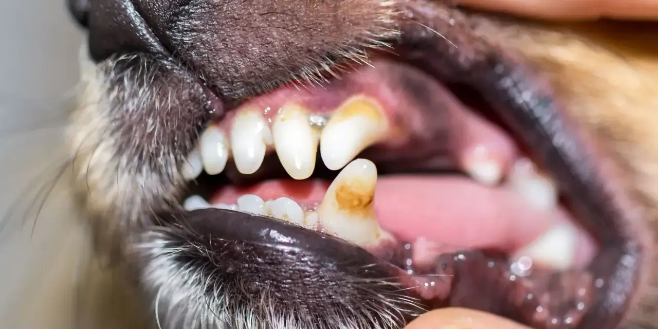 Dents jaunies et abîmées d'un chien, signe d'un danger potentiel pour sa santé, peut-être lié à des jouets comme un Benebone.