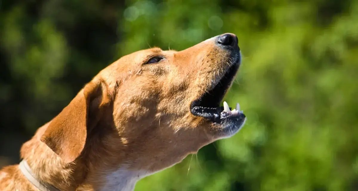 Un chien qui aboie tout le temps, la gueule ouverte, les dents visibles, sur fond vert flou.