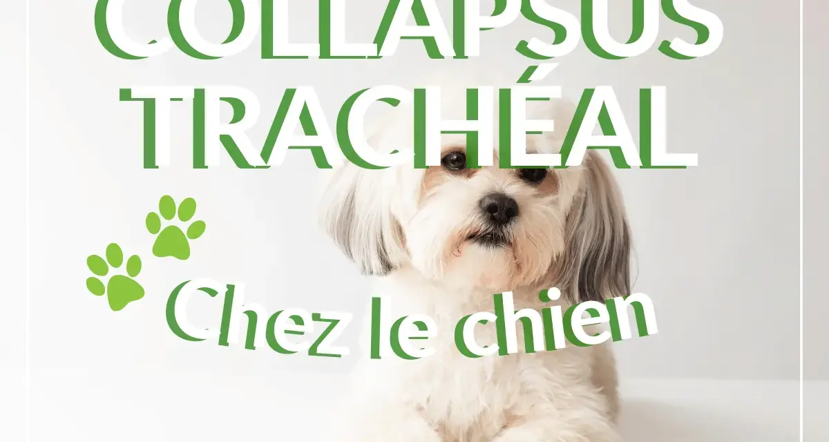 Un chien blanc aux poils longs regarde l'objectif. Le texte "COLLAPSUS TRACHÉAL Chez le chien" est superposé. L'espérance de vie est affectée.