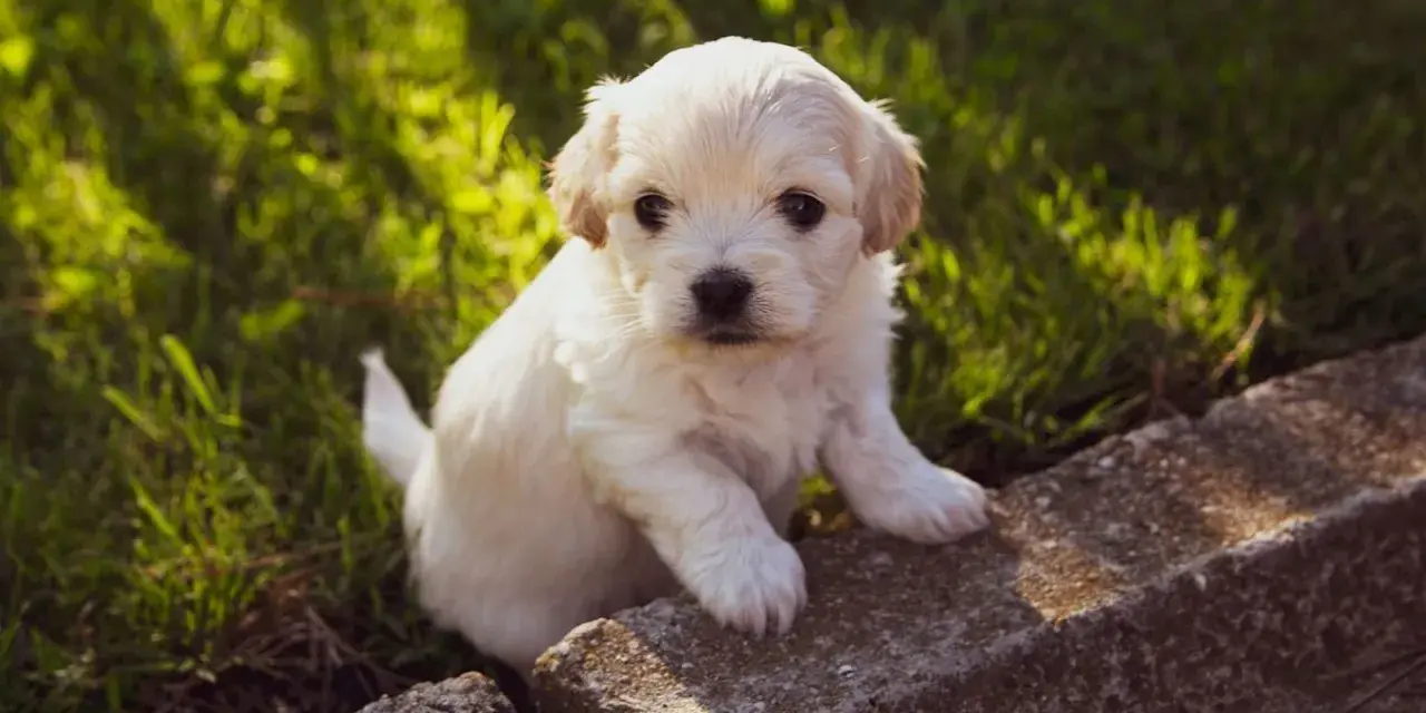 Adorable chiot blanc assis sur des pierres, dans l'herbe. Il est encore jeune, mais on se demande à quel âge un chiot est propre la nuit.