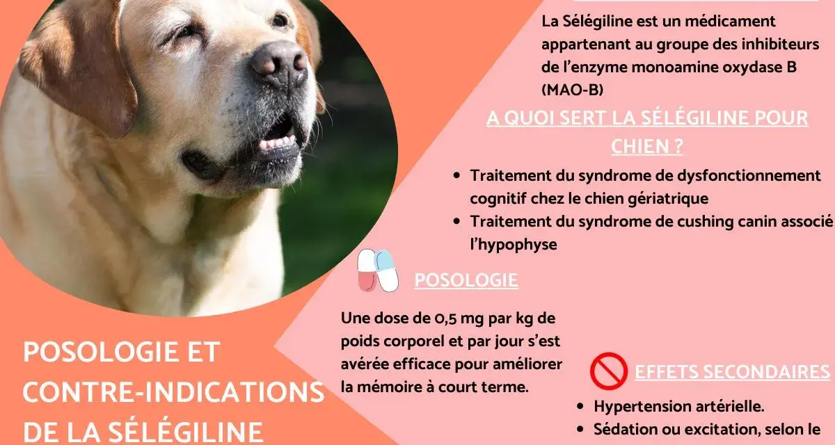 Un labrador au gros plan, avec des informations sur la sélégiline pour chien, un traitement pour les chiens âgés.