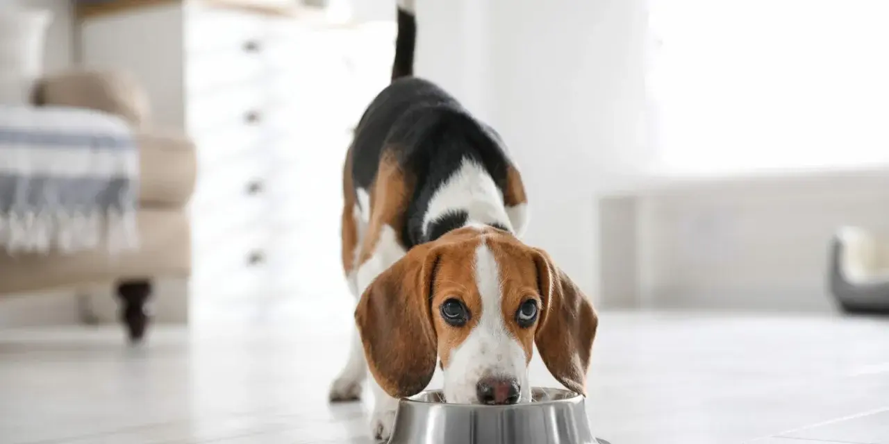 Un beagle mange dans sa gamelle. Il est important de connaître la quantité de viande pour un chien de 10 kg pour une alimentation équilibrée.