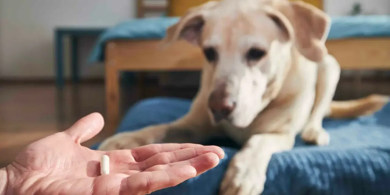 Main d'une personne tenant une pilule, un chien blanc regarde attentivement. Ce pourrait être une vitamine K pour chien.