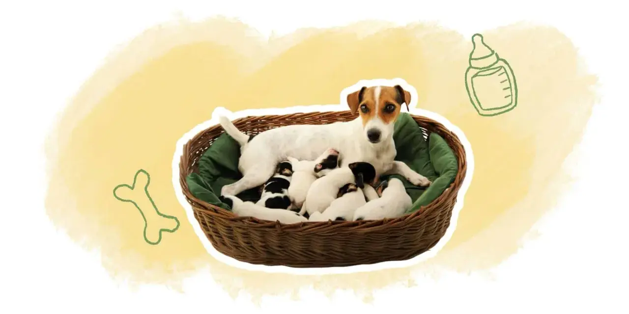 Une maman chien veille sur sa portée de chiots de 2 semaines, blottis dans un panier douillet.