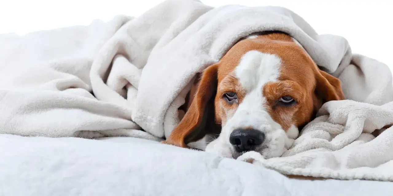 Un beagle fatigué, emmitouflé dans une couverture, semble souffrir d'un gastro chien contagieux.