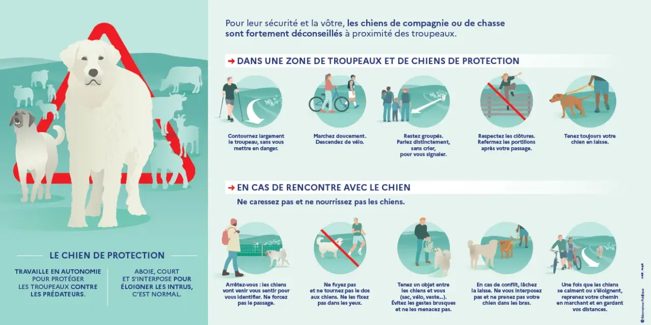 Un chien de protection veille sur son troupeau. Respectez sa zone et ses règles pour votre sécurité.