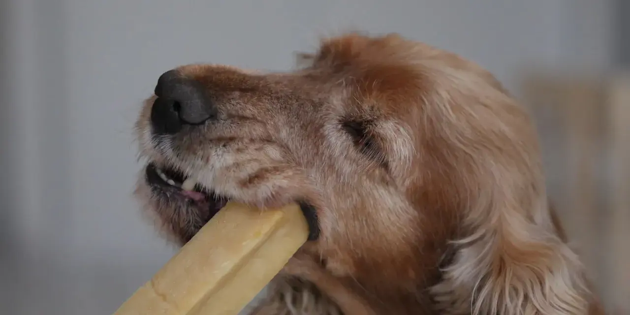 Un chien ronge un fromage de yak. Attention, ce type de friandise peut présenter un danger pour votre chien.
