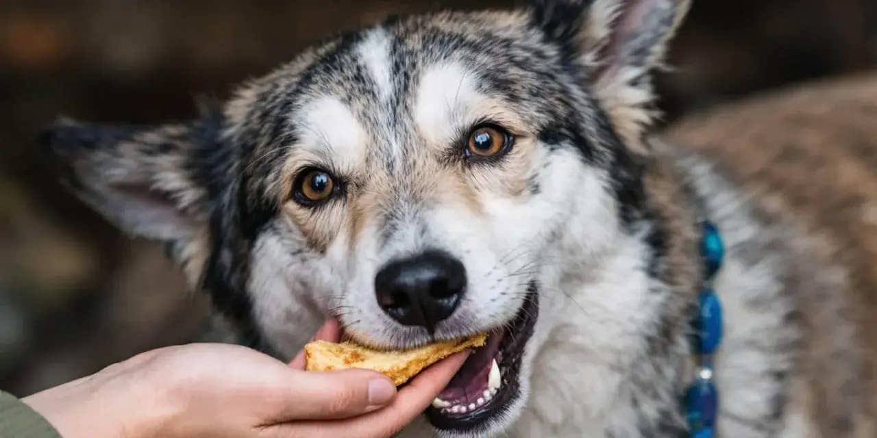 Un chien mange une friandise. Attention, certaines friandises pour chien peuvent présenter un danger.