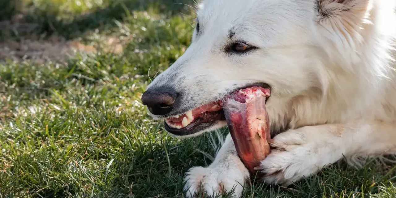 Un chien blanc savoure un os à mâcher chiot sur l'herbe.