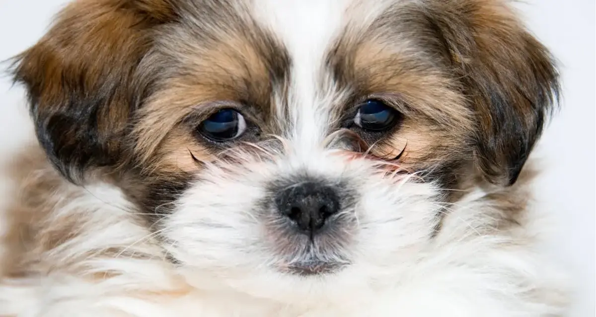 Adorable chiot, une race de petit chien affectueux, aux grands yeux bleus et au pelage doux.