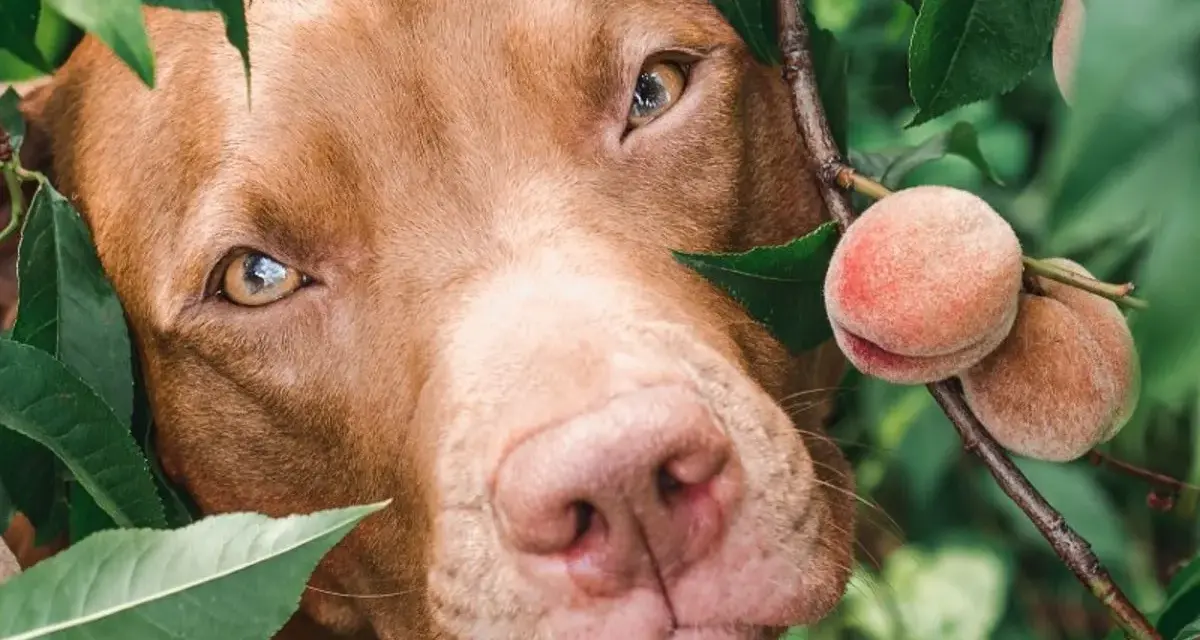 Un chien brun regarde curieusement à travers les feuilles d'un pêcher, avec des pêches mûres à portée de museau.