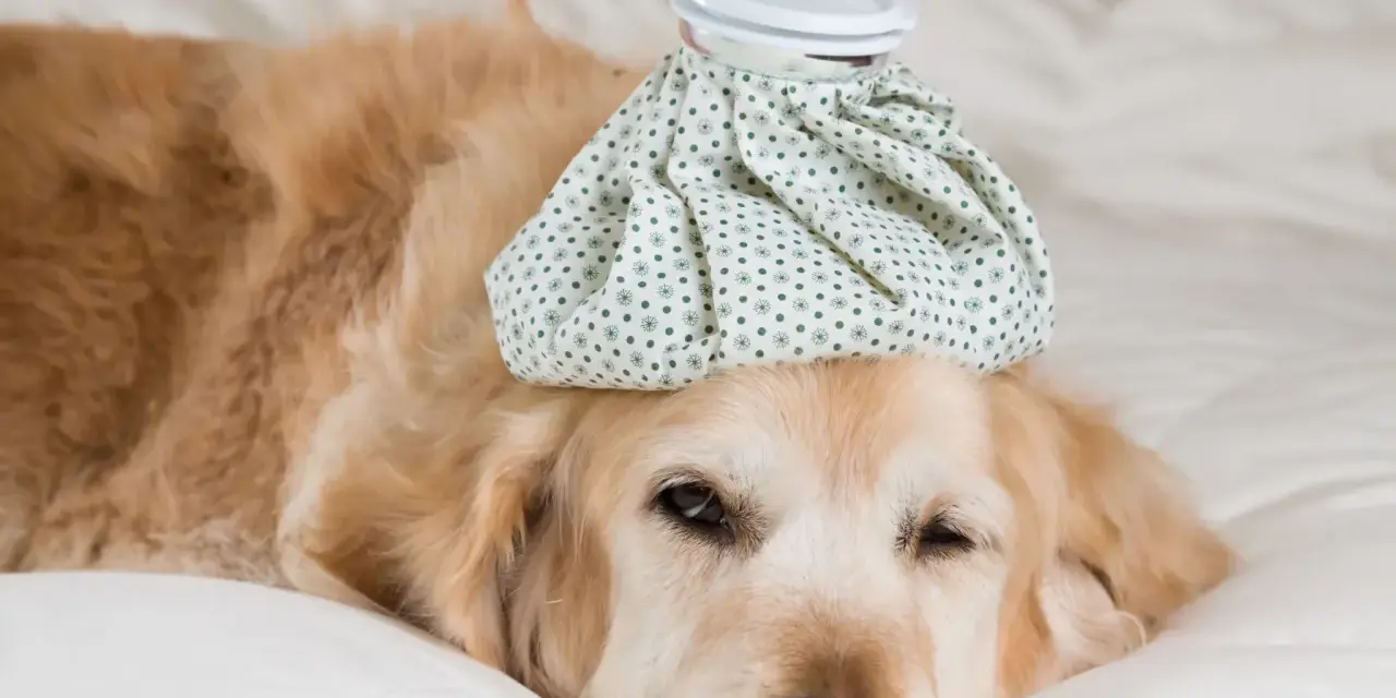 Un golden retriever malade, avec une poche de glace sur la tête, se repose. Combien de temps dure un rhume chez le chien ?