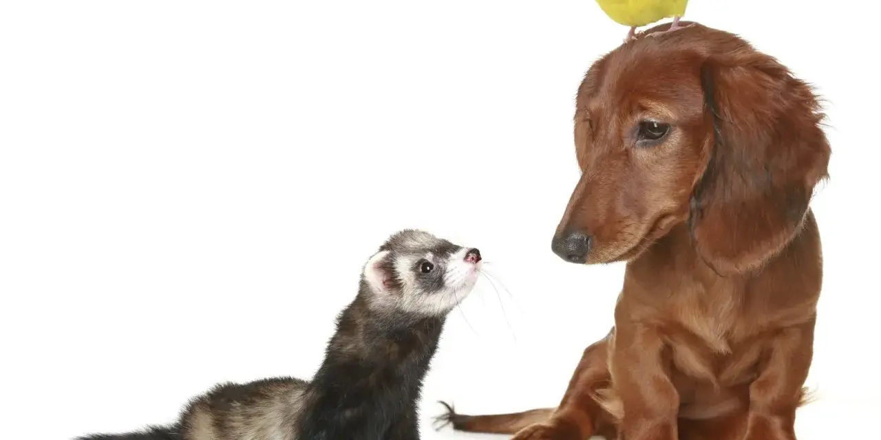 Un furet curieux regarde un chien teckel brun, avec un petit oiseau jaune perché sur la tête du chien.