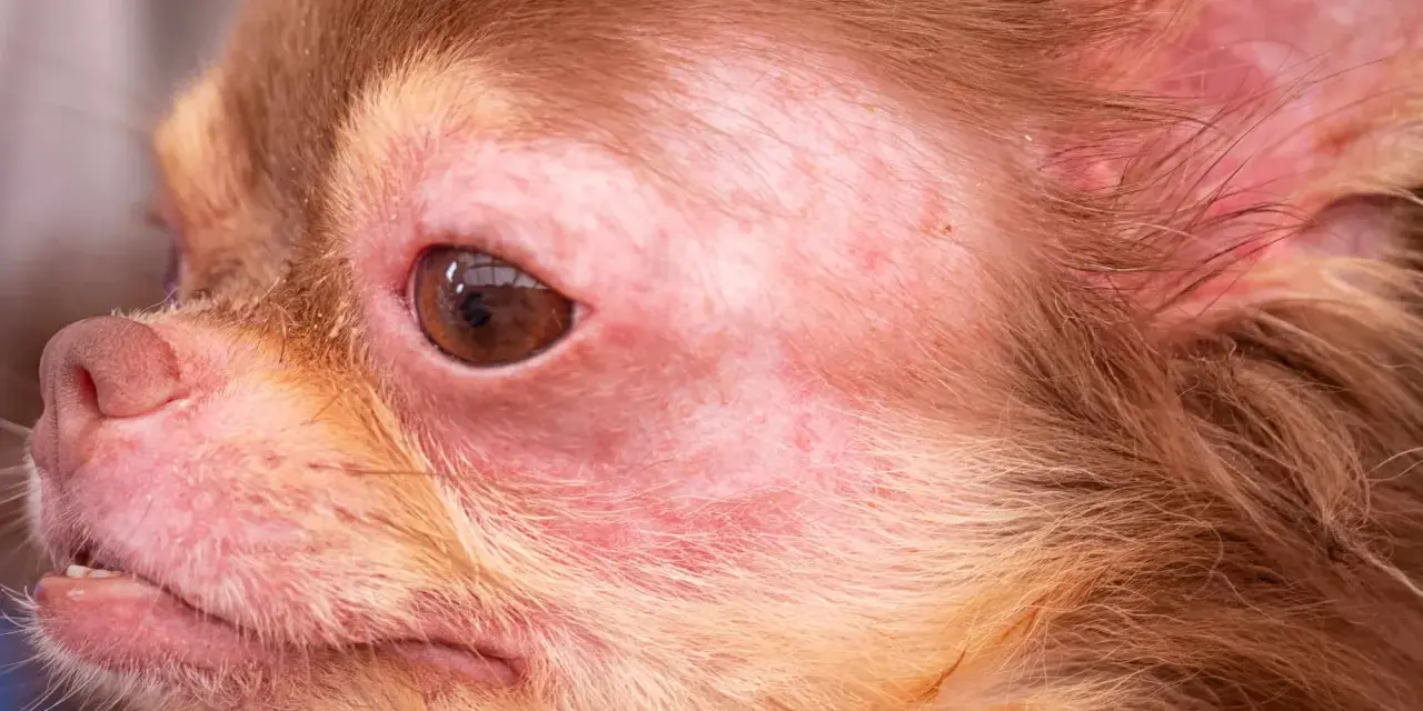 Visage de chien chihuahua avec une peau rouge et irritée autour des yeux et du museau. Peut-on devenir allergique au chien du jour au lendemain ?