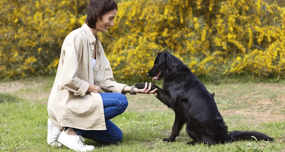 Une femme accroupie félicite son chien noir pour son obéissance. Le chien lui donne la patte, souriant.