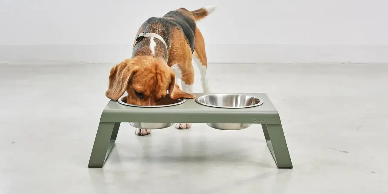 Un beagle mange dans une gamelle surélevée. Attention, une gamelle surélevée chien danger pour les chiens qui mangent trop vite.