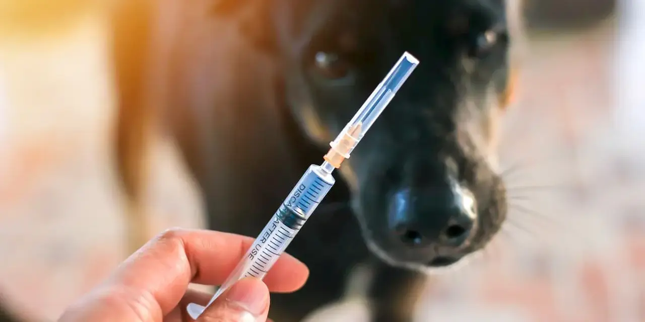 Une main tient une seringue devant un chien noir. La question est : un chien vacciné peut-il attraper la rage ?