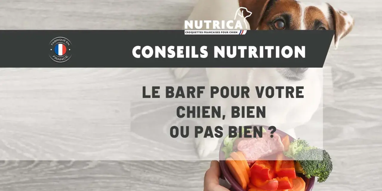 Un chien regarde un bol de légumes et de viande, posé sur un fond en bois. Le texte "Conseils Nutrition" et "Le BARF pour votre chien, bien ou pas bien ?" est affiché.