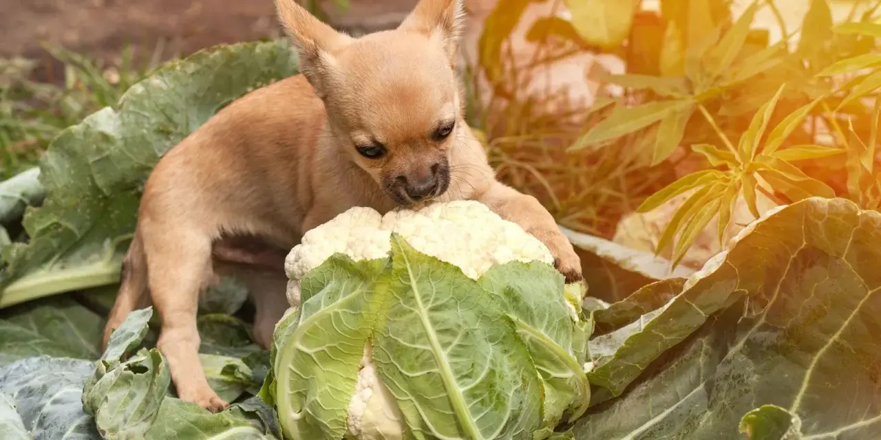 Un adorable chiot chihuahua découvre un chou-fleur dans le potager. Ce petit chou chien semble intrigué par ce légume géant.