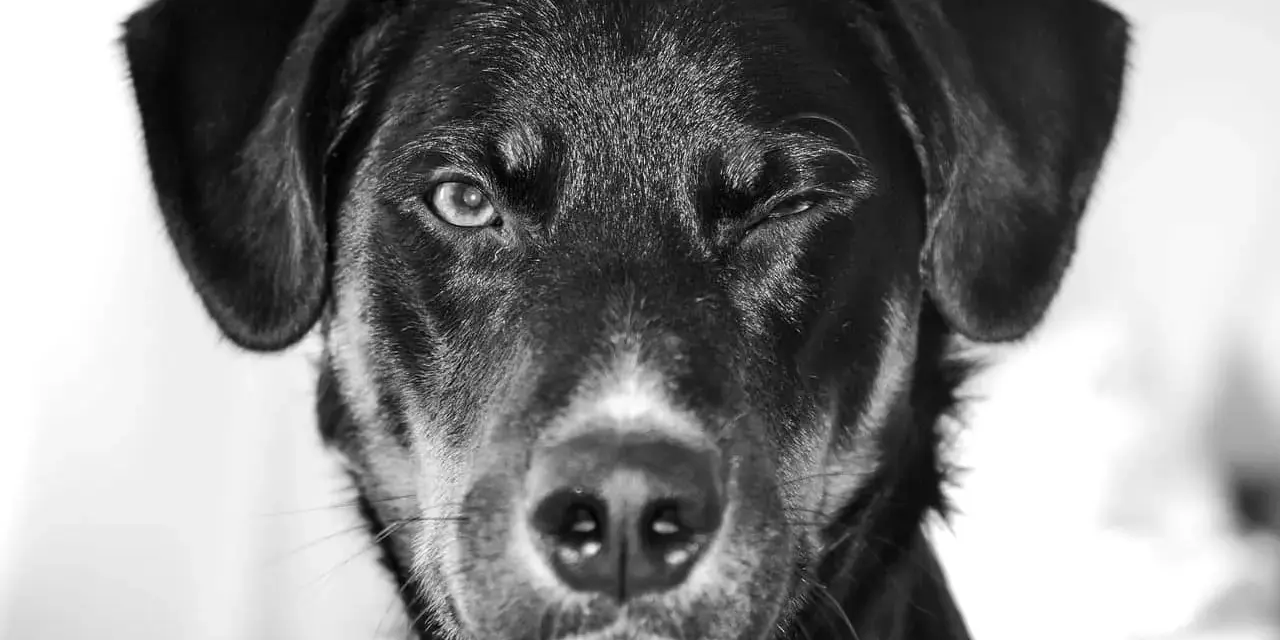 Un chien noir fait un clin d'œil, son œil gauche ouvert, suggérant une consultation en ophtalmologie vétérinaire.