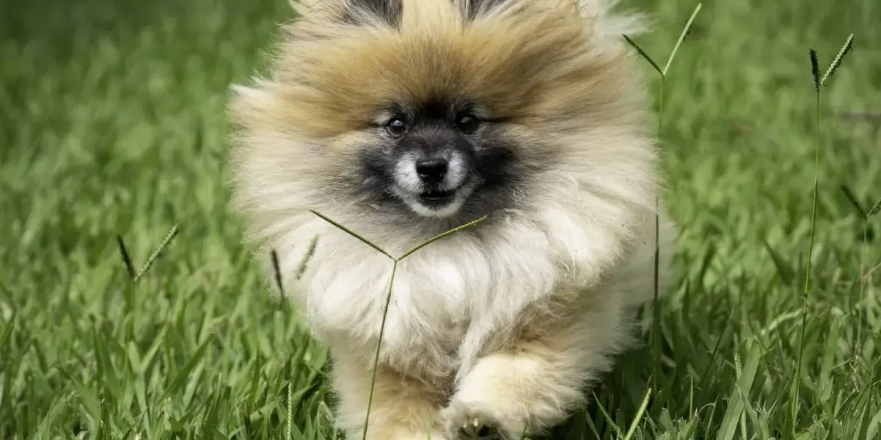 Un adorable Spitz nain court dans l'herbe. Il est encore jeune, mais on se demande à quel âge un spitz nain est propre.