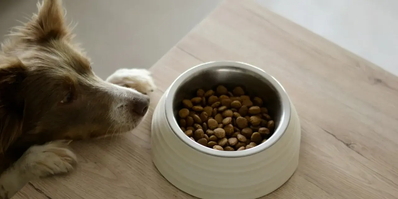 Un chien brun regarde avec envie sa gamelle remplie de croquettes, prêt à déguster son alimentation.