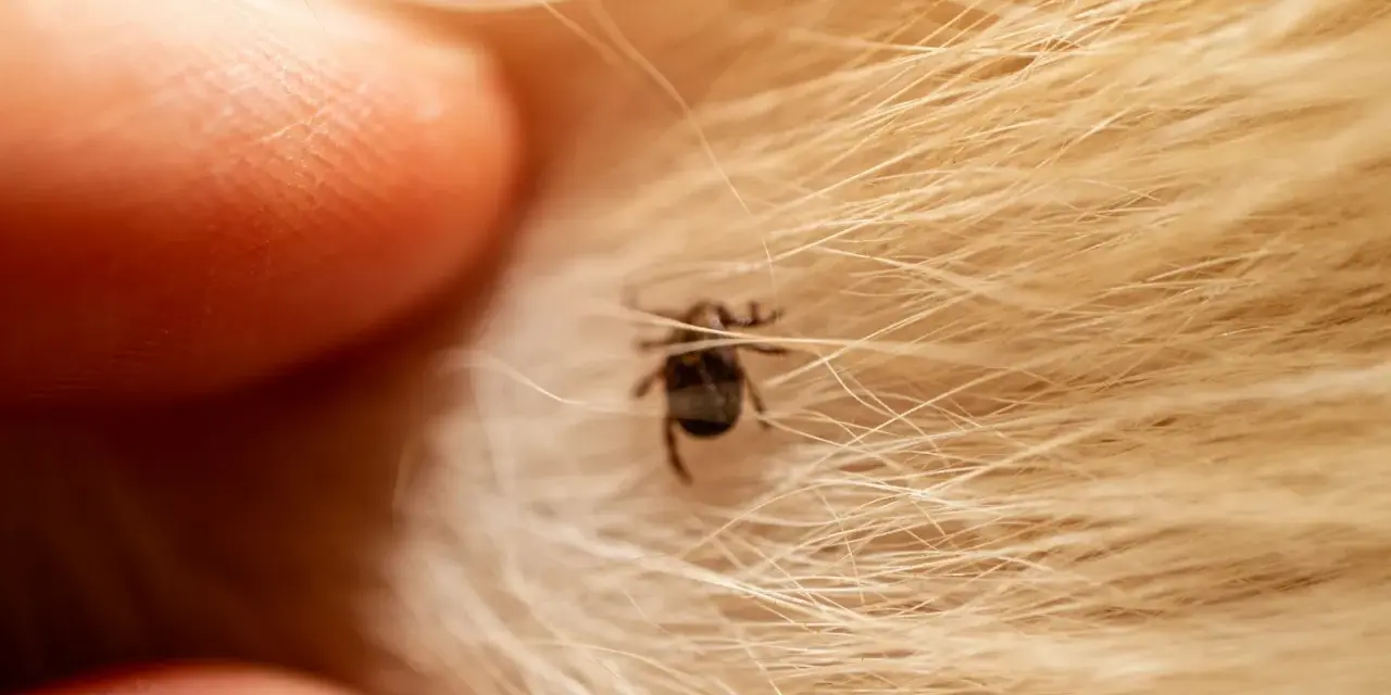 Gros plan d'une tique trop petite pour tirer, accrochée à la fourrure dorée d'un animal, près d'un doigt humain.