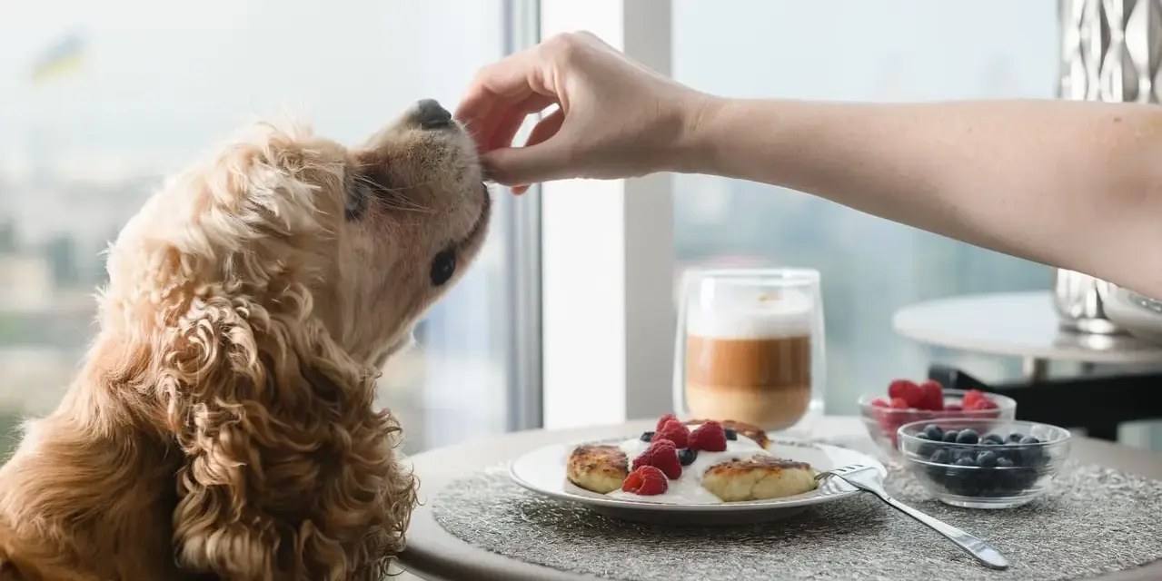 Un chien reçoit une friandise de la main d'une personne. Sur la table, un plat de pancakes au yaourt et aux fruits, peut-être pour aider à la constipation du chien.