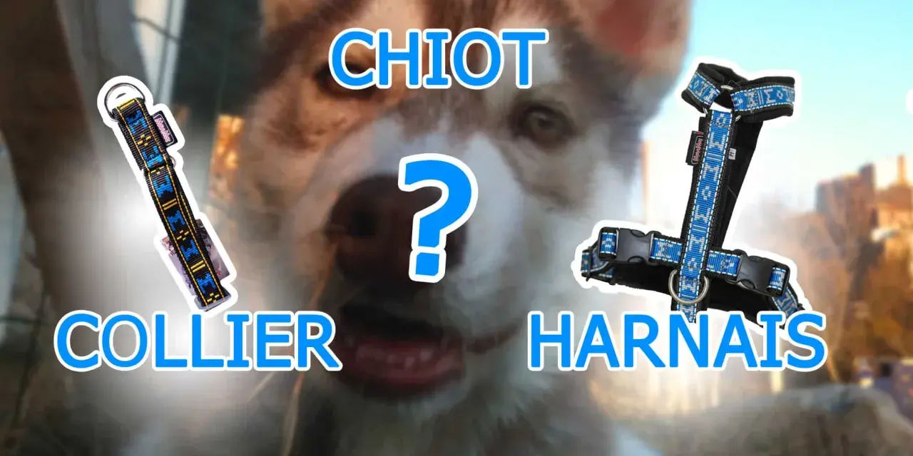 Collier ou harnais pour chien qui tire ? Lequel choisir pour votre chiot ?