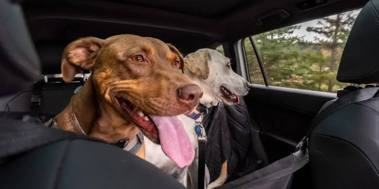 Deux chiens, dont un brun avec la langue pendante, semblent un peu stressés en voiture, regardant par la fenêtre.