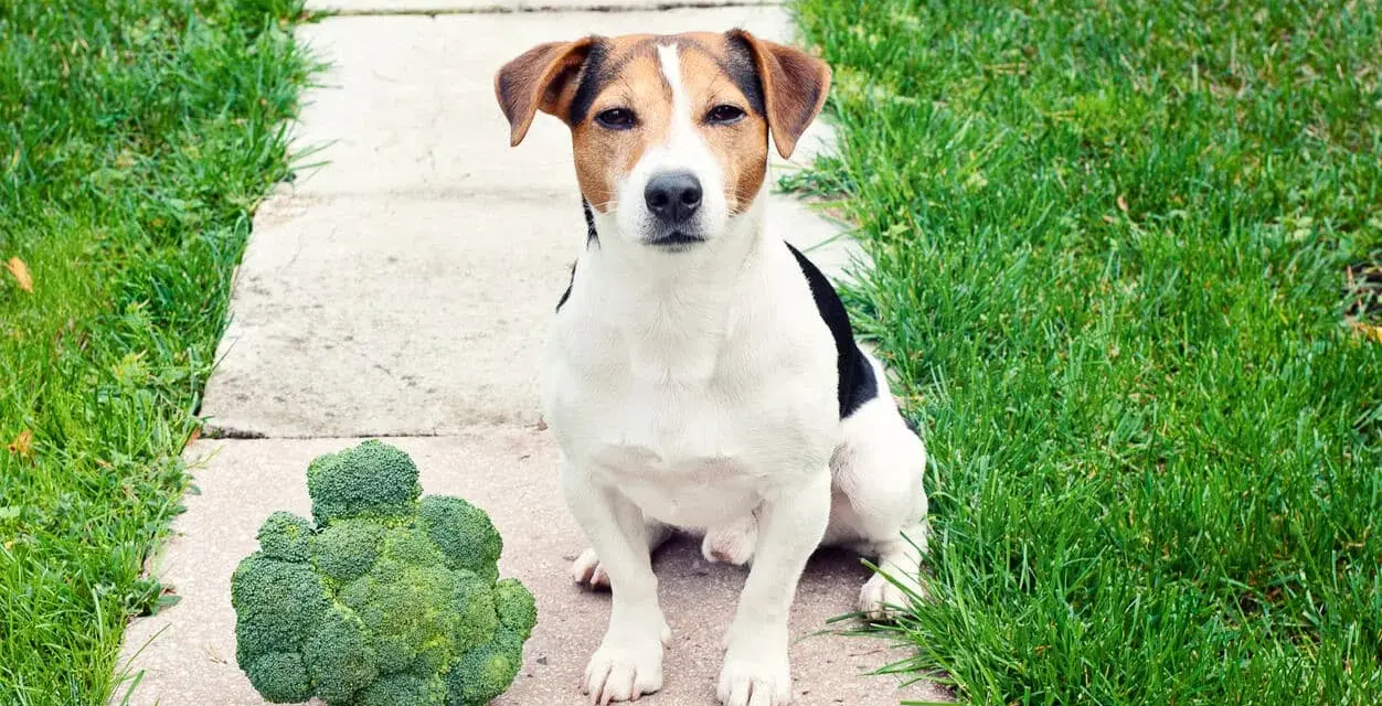 Un chien Jack Russell est assis à côté d'un gros brocoli sur un chemin en dalles.
