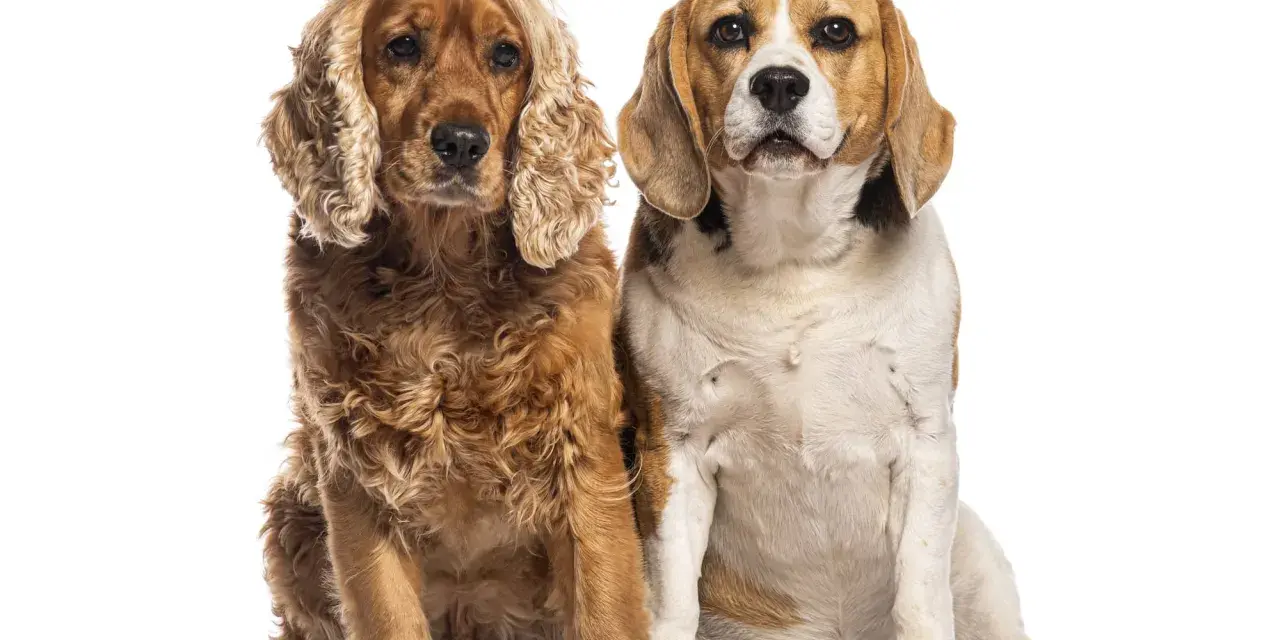 Un beagle et un cocker, deux amis fidèles, posent côte à côte sur fond blanc.