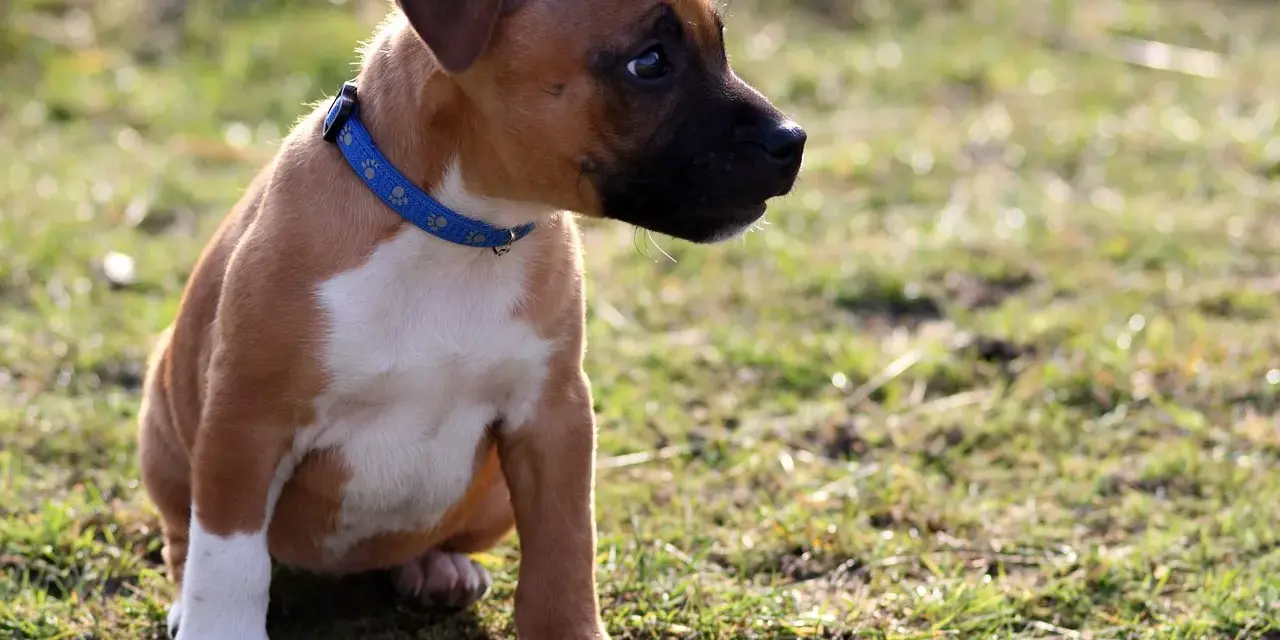 Un adorable chiot staff, au pelage brun et blanc, porte un collier bleu. Il est assis dans l'herbe, curieux.