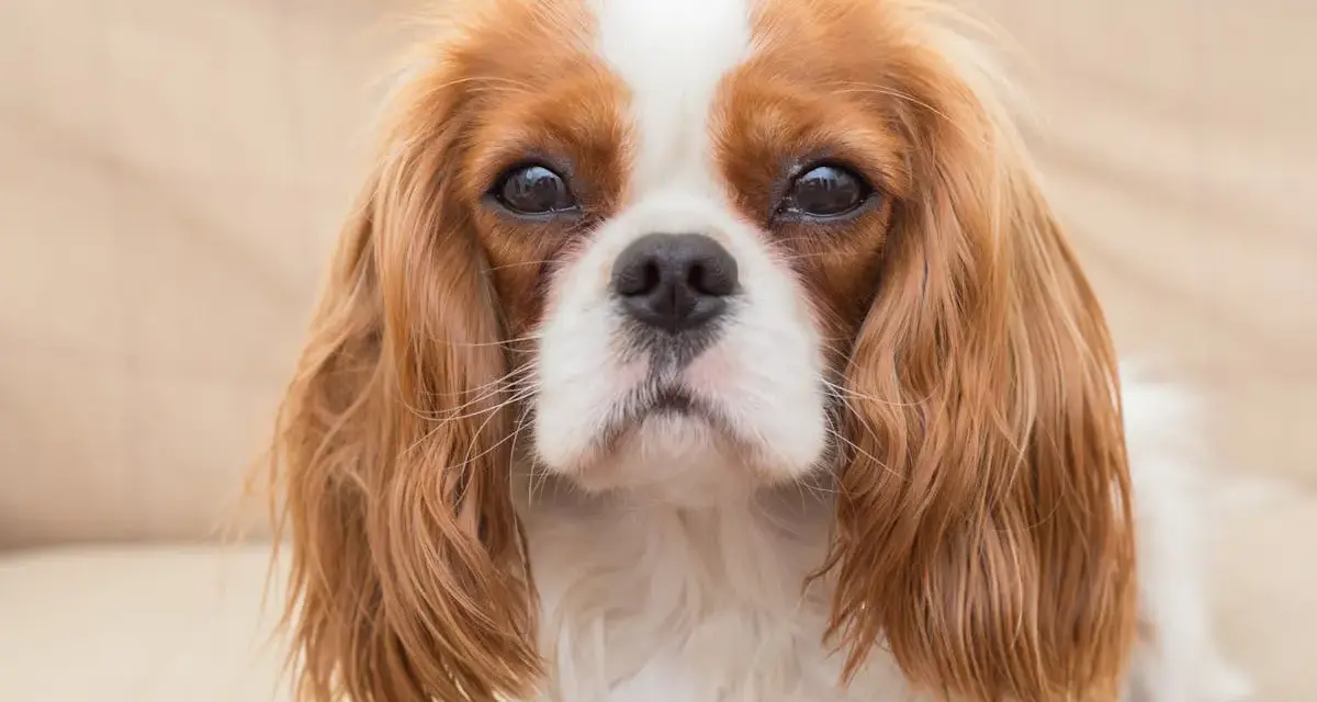 Un adorable cavalier king charles adulte au regard doux, avec son pelage roux et blanc.