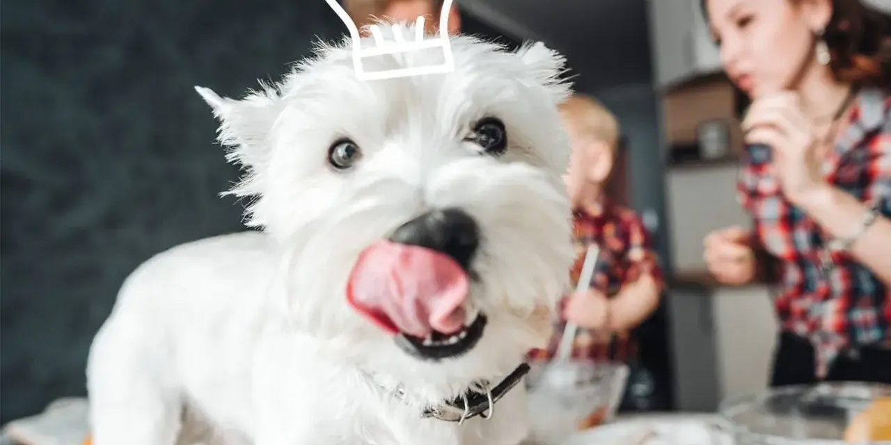Un adorable Westie, coiffé d'un chapeau de chef, attend avec impatience de faire des gâteries avec sa famille en cuisine.