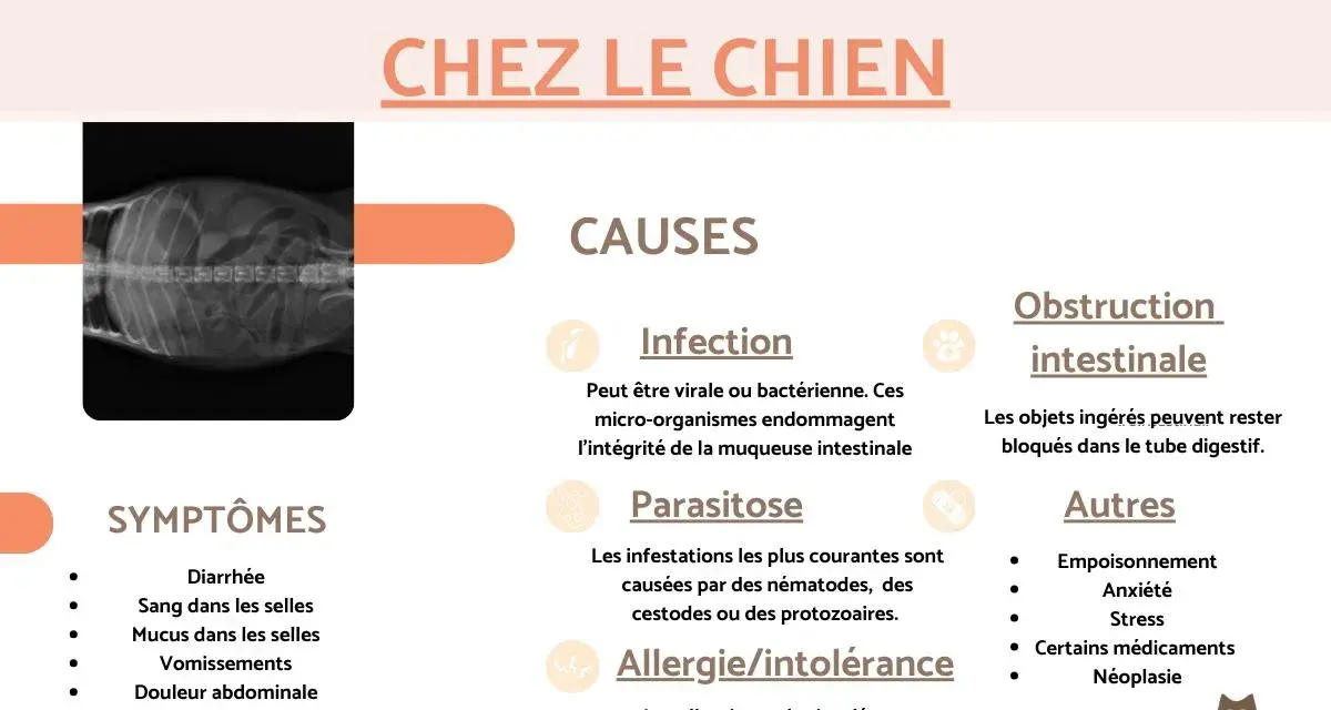 Radiographie d'un chien montrant une inflammation intestinale. Causes : infection, parasitose, allergie/intolérance, obstruction. Symptômes : diarrhée, sang, vomissements, fièvre.