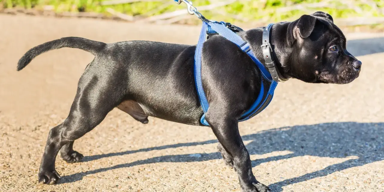 Jeune chien noir avec un harnais bleu, prêt pour sa promenade.