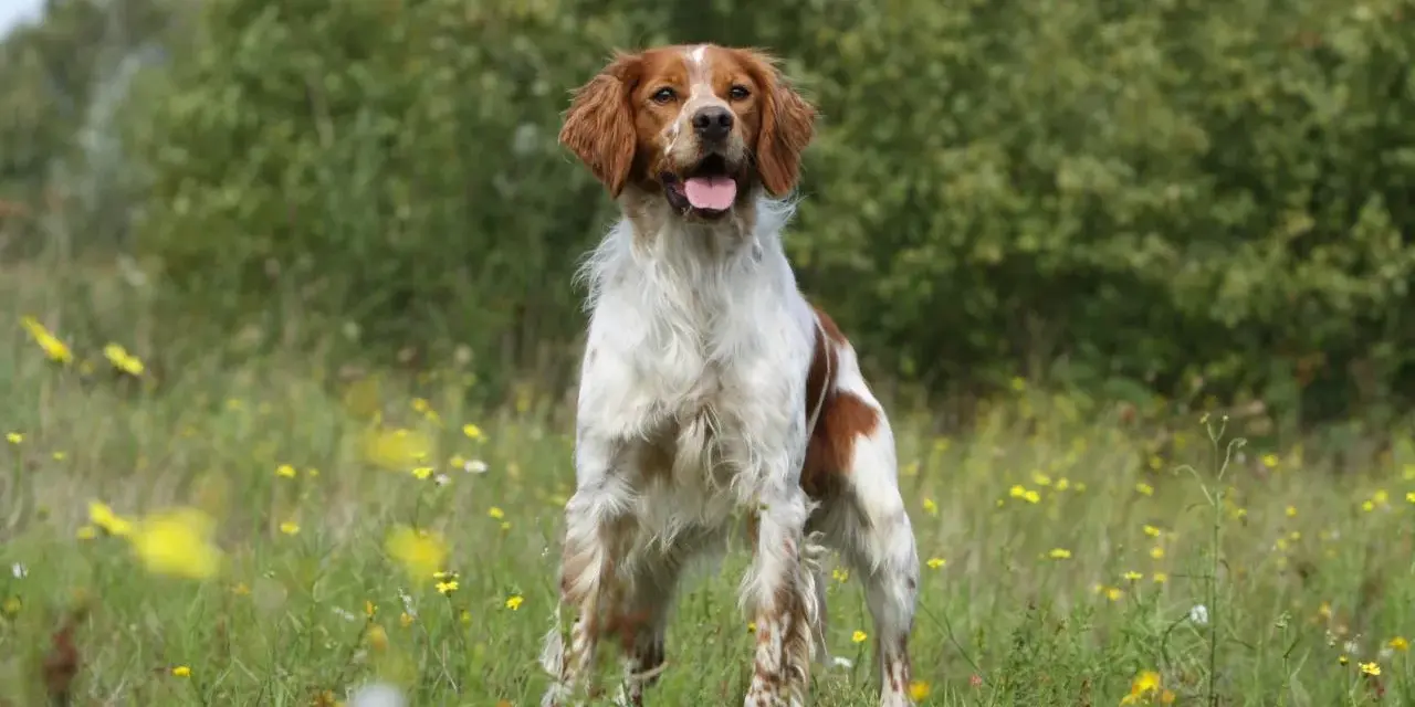 Un magnifique épagneul breton tricolore, le poil long et soyeux, se tient fièrement dans un champ fleuri, la langue pendante, heureux sous le soleil.