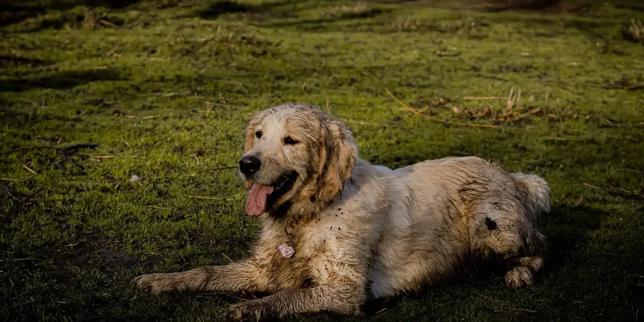 Un golden retriever boueux se repose sur l'herbe. Il a l'air heureux, comme si mon chien sent le fromage après une bonne journée de jeu.