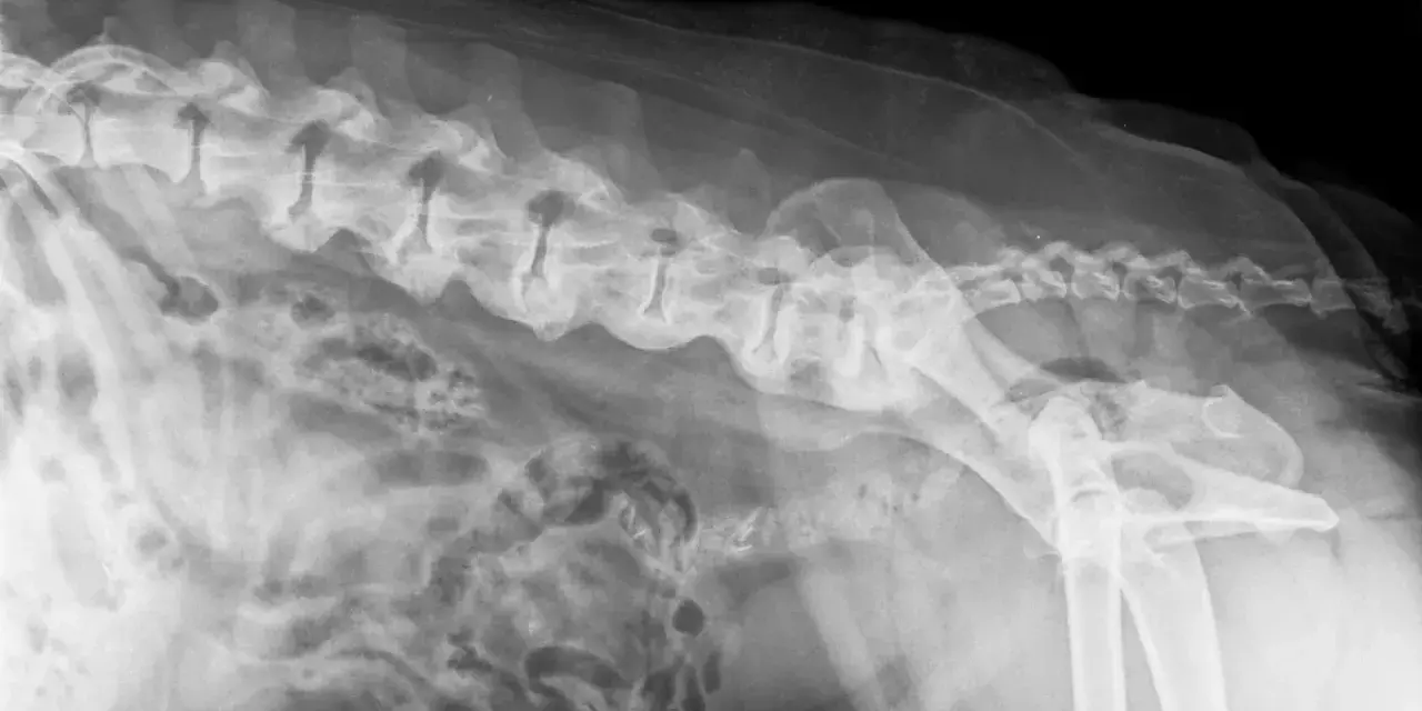 Radiographie latérale d'un chien montrant des anomalies vertébrales et pelviennes, potentiellement liées au syndrome de la queue de cheval.