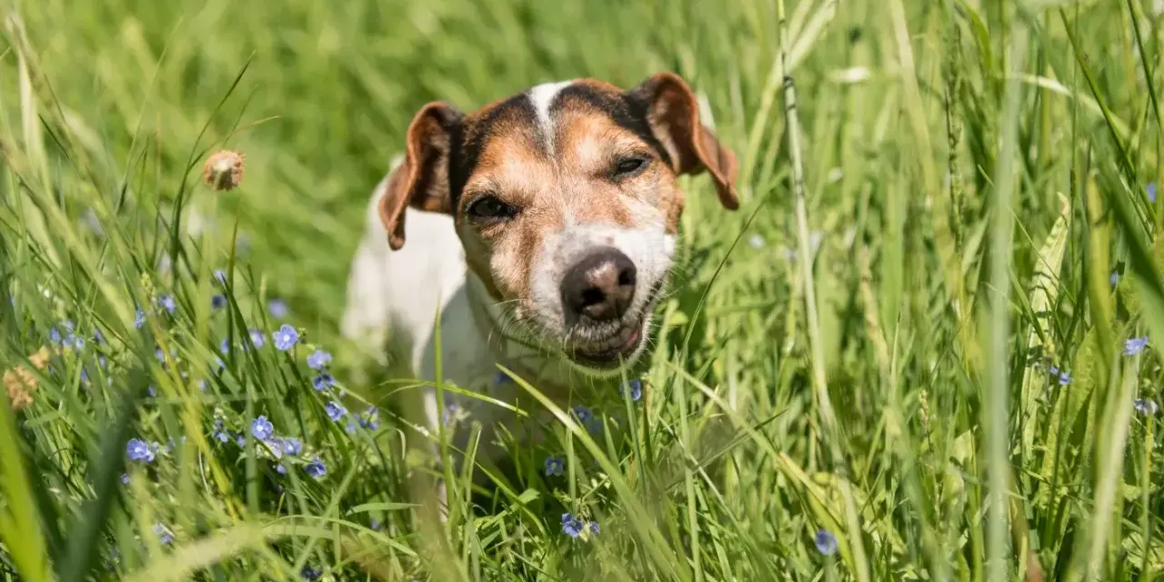 Un chien Jack Russell curieux, au milieu de l'herbe haute et des petites fleurs bleues, se demande pourquoi mon chien mange de l'herbe.