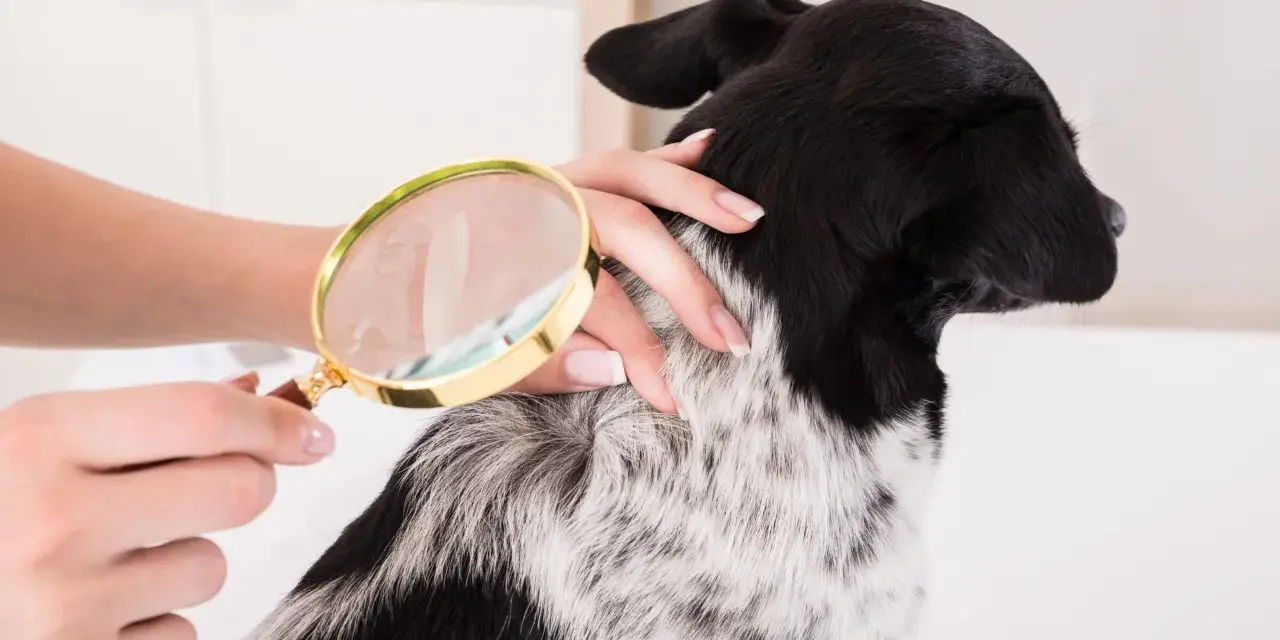 Une main examine le pelage d'un chien avec une loupe, cherchant des poux.