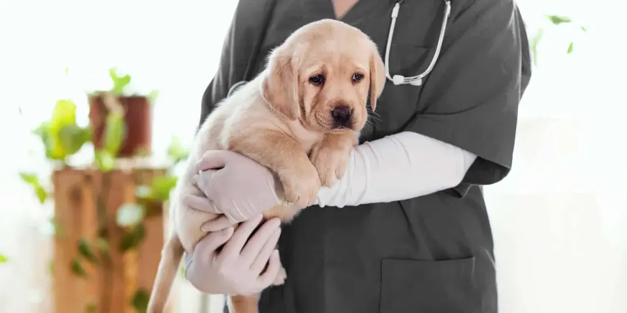 Un vétérinaire tient un chiot labrador. L'âge du chien est idéal pour la castration.