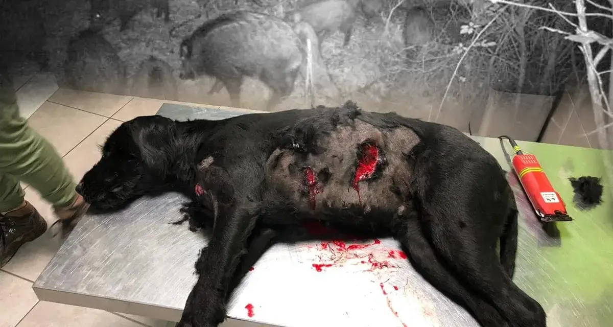 Un chien noir blessé sur une table d'opération, rappelant le danger d'un sanglier pour les chiens.