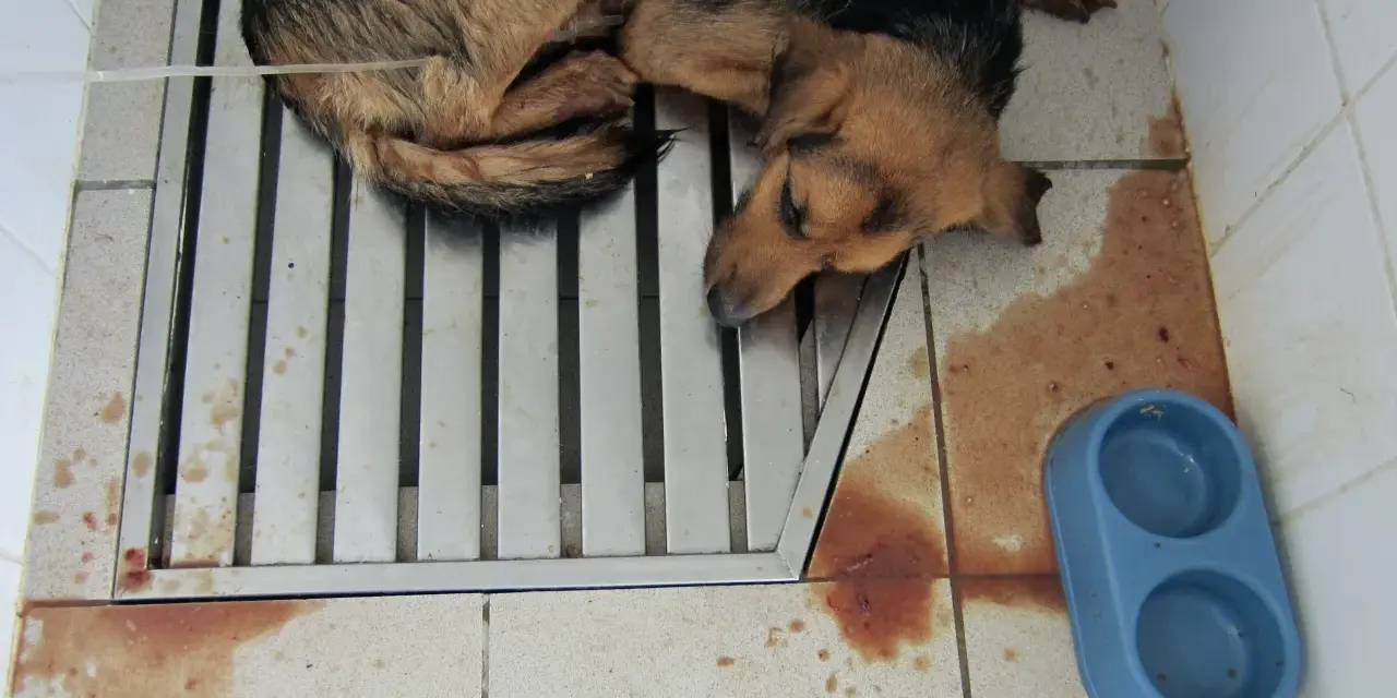 Chien malade, couché sur une grille, avec des taches de sang au sol. Triste illustration de comment un chien attrape la parvovirose.